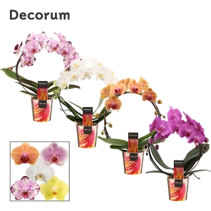 PHAL GEM