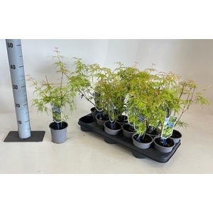 ACER PA SEIRYU