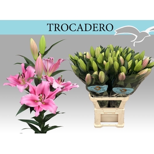 LI OT TROCADERO