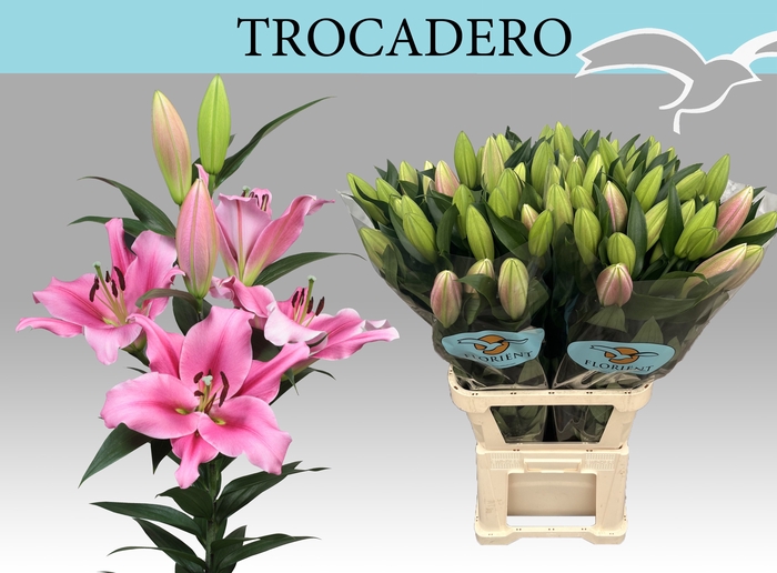 <h4>LI OT TROCADERO</h4>