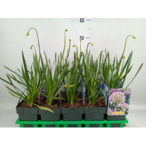 Allium  'Millenium'