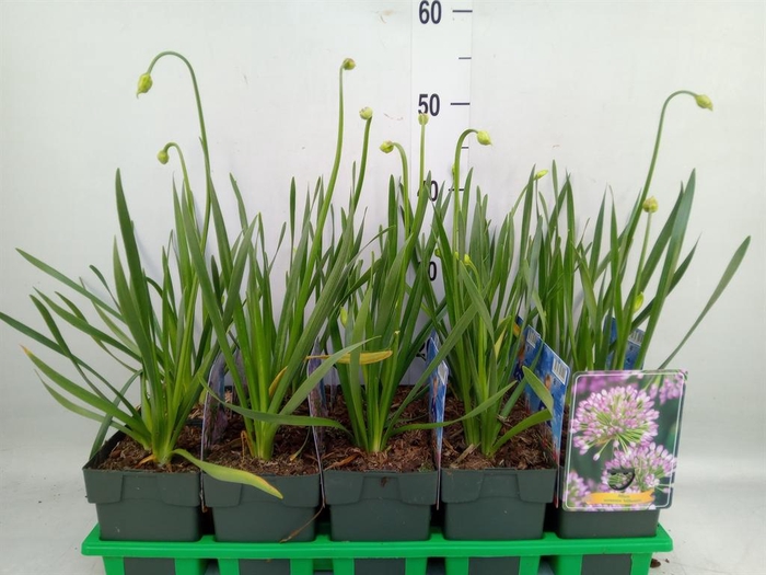<h4>Allium  'Millenium'</h4>