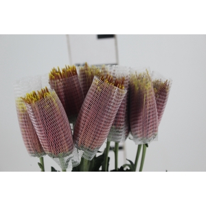 ANASTASIA CHISPA 080 CM BICOLOR