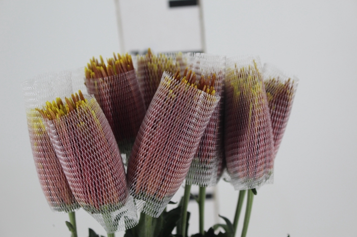 ANASTASIA CHISPA 080 CM BICOLOR