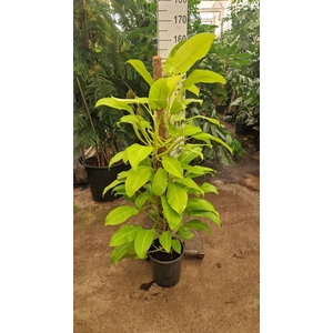 Philodendron  'Malay Gold'