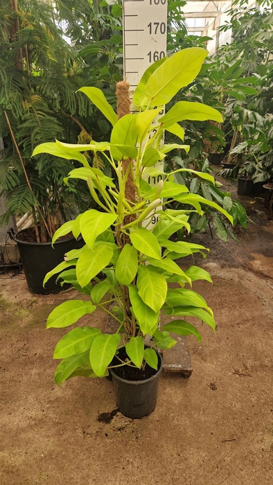 <h4>Philodendron  'Malay Gold'</h4>