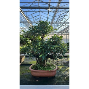 Ficus retusa, pot 44cm. Height 85cm.( single item)