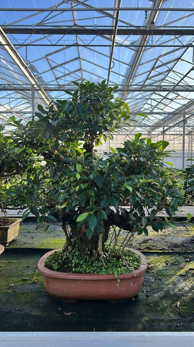 <h4>Ficus retusa, pot 44cm. Height 85cm.( single item)</h4>