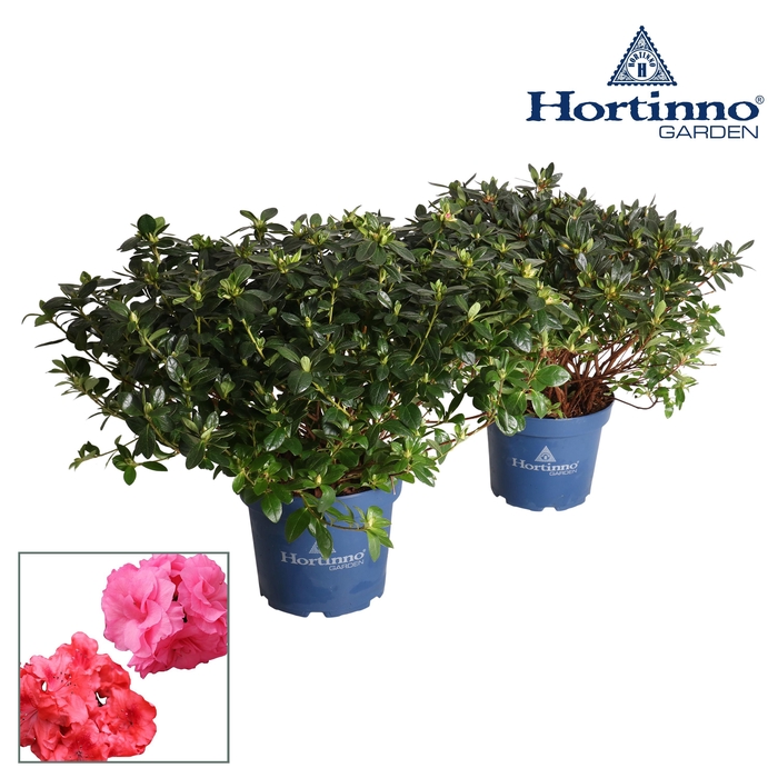 <h4>Hortinno® Garden Evergreen gemengd groen 50 - 60 cm</h4>