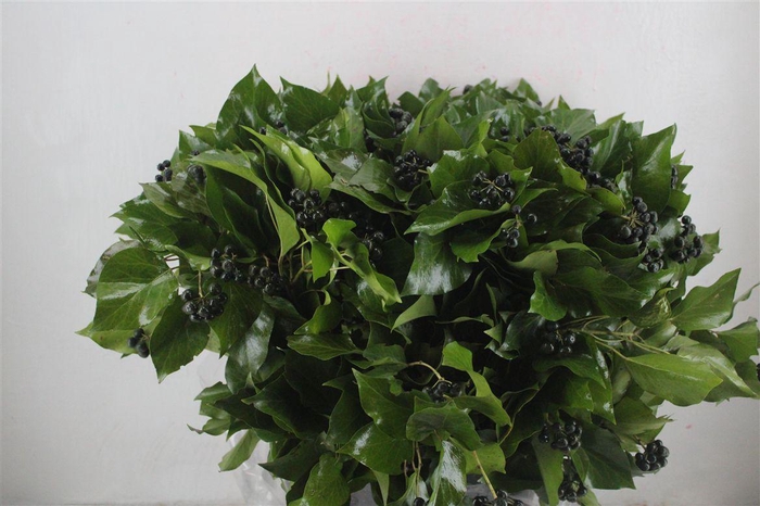 <h4>Hedera Berry 400gr P Bunch</h4>
