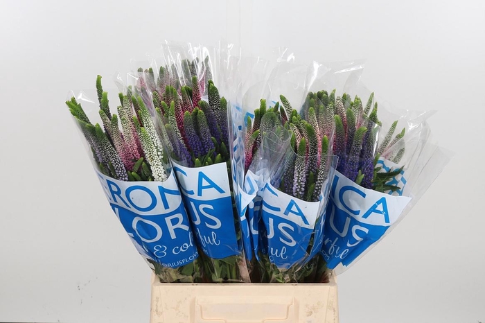 <h4>Veron Smart Col Gem</h4>