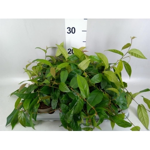 Ficus sagittata
