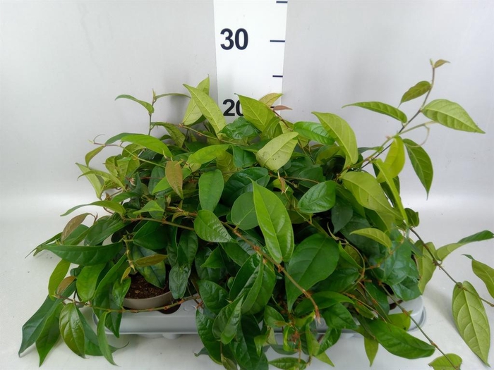 <h4>Ficus sagittata</h4>