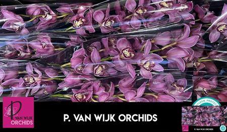 <h4>Cymb T Pin-up</h4>