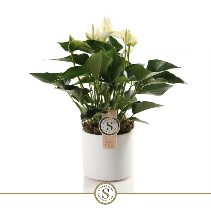 <h4>Bari Keramiek White - White Champion 12cm</h4>