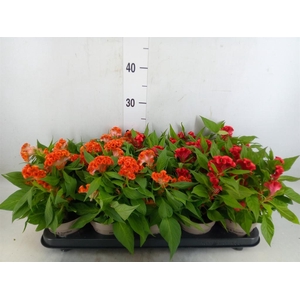 Celosia arg. CR 'Twisted'   ...mix