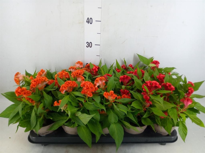 <h4>Celosia arg. CR 'Twisted'   ...mix</h4>