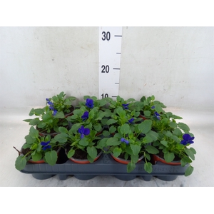 Viola corn. 'Evo Mini True Blue'