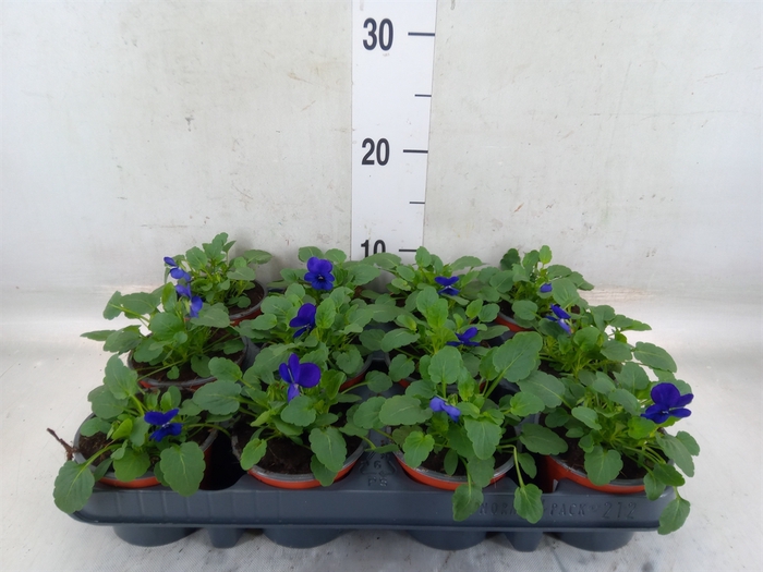 <h4>Viola corn. 'Evo Mini True Blue'</h4>