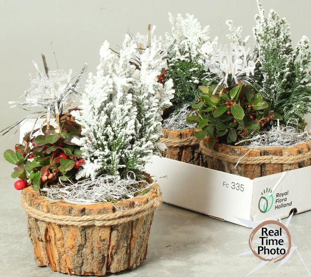 <h4>ARR BARK NATURE X3</h4>