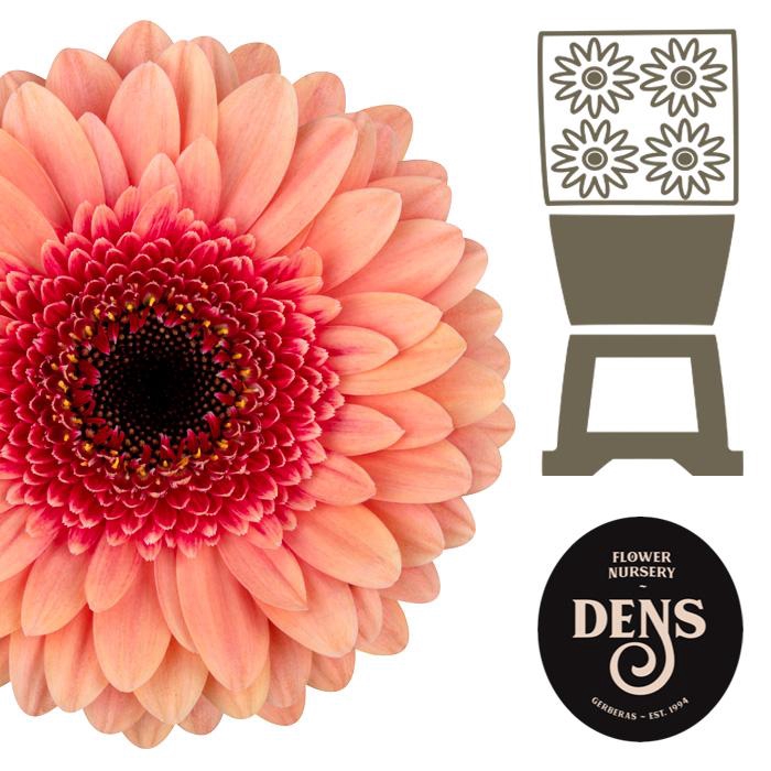 <h4>Germini Tiptop Diamond</h4>