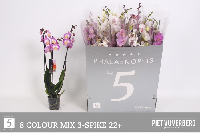 <h4>PHAL GEM 8 KL</h4>