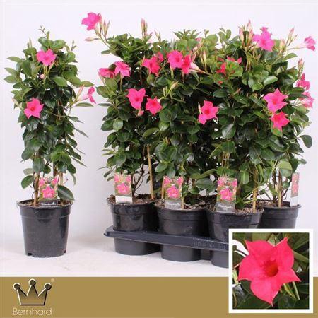 <h4>Mande Sun Pink</h4>