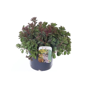 Sedum spurium Coccineum