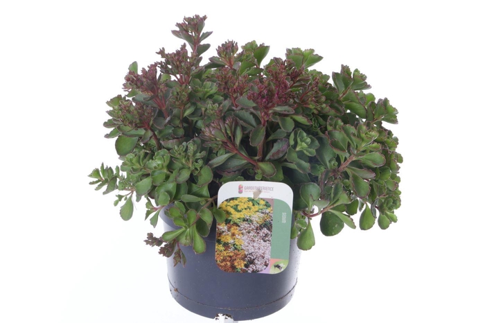<h4>Sedum spurium Coccineum</h4>