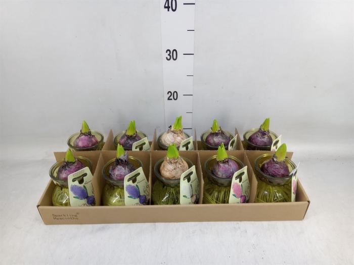 <h4>Planten  ..in schaal L%</h4>