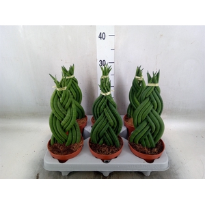 Sansevieria cyl.  ...