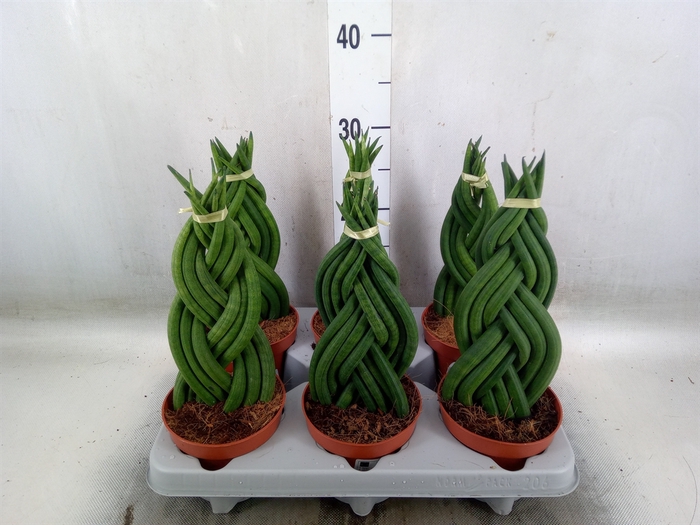 <h4>Sansevieria cyl.  ...</h4>