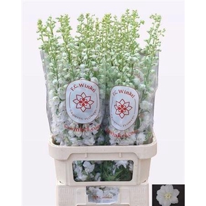 Delph Du Aurora White