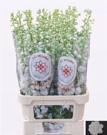 <h4>Delph Du Aurora White</h4>