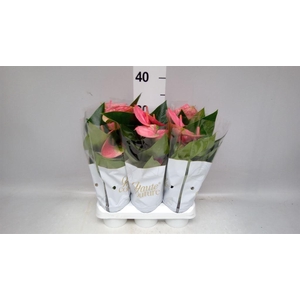 Anthurium andr. 'Sweet Dream'