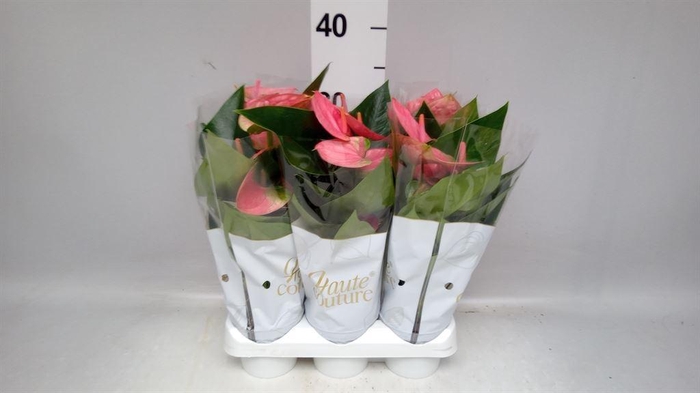 <h4>Anthurium andr. 'Sweet Dream'</h4>