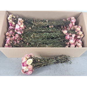 DF Helichrysum Bs Light Pink