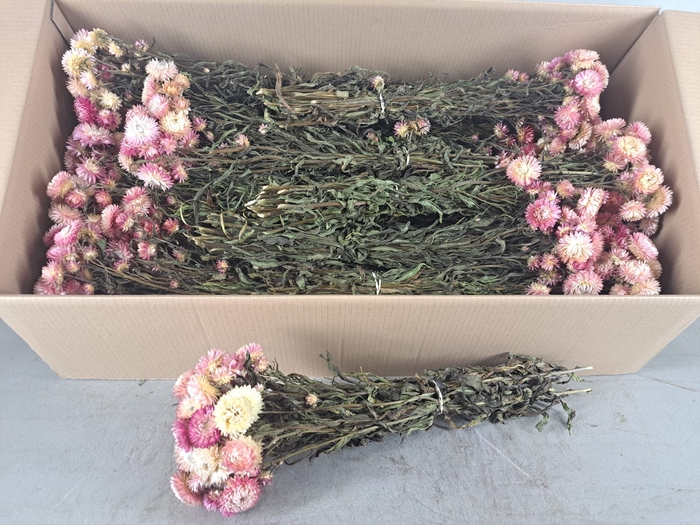 <h4>DF Helichrysum Bs Light Pink</h4>