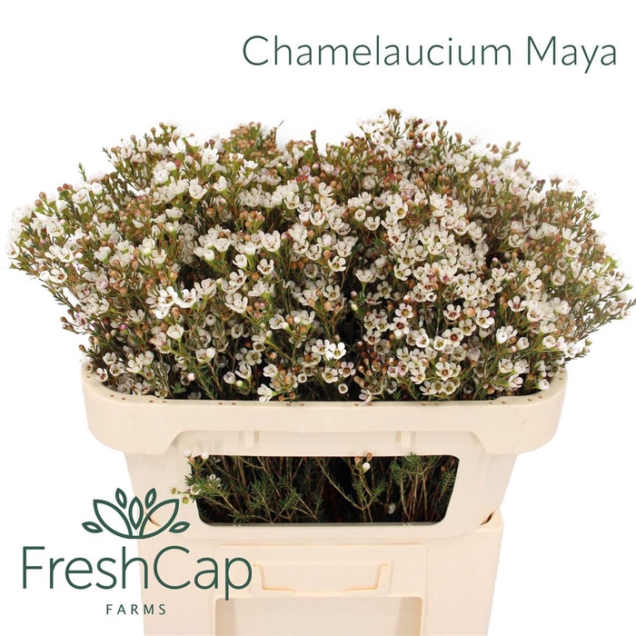<h4>Chamelaucium Maya</h4>