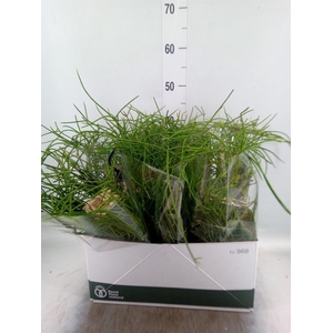 Rhipsalis   ...