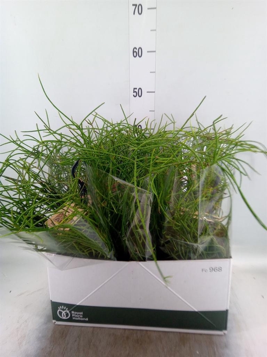 <h4>Rhipsalis   ...</h4>