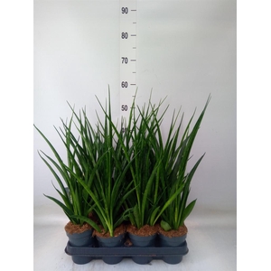 Sansevieria kirkii 'Friends'