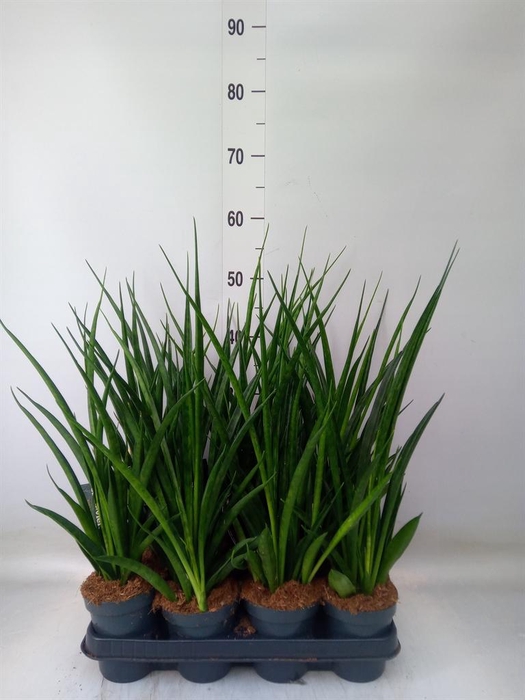 <h4>Sansevieria kirkii 'Friends'</h4>