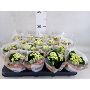 Kalanchoe blos. 'RosDon Dione'