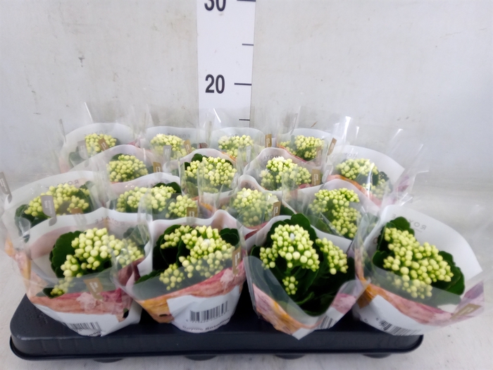 <h4>Kalanchoe blos. 'RosDon Dione'</h4>