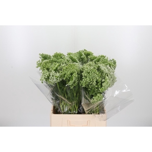 Ammi Visnaga