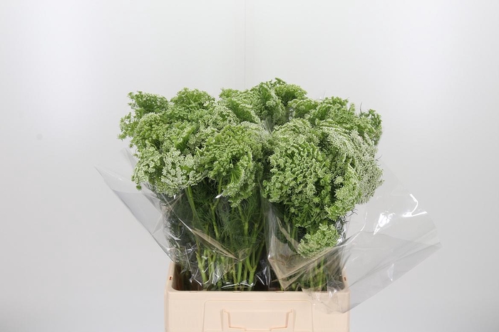 <h4>Ammi Visnaga</h4>