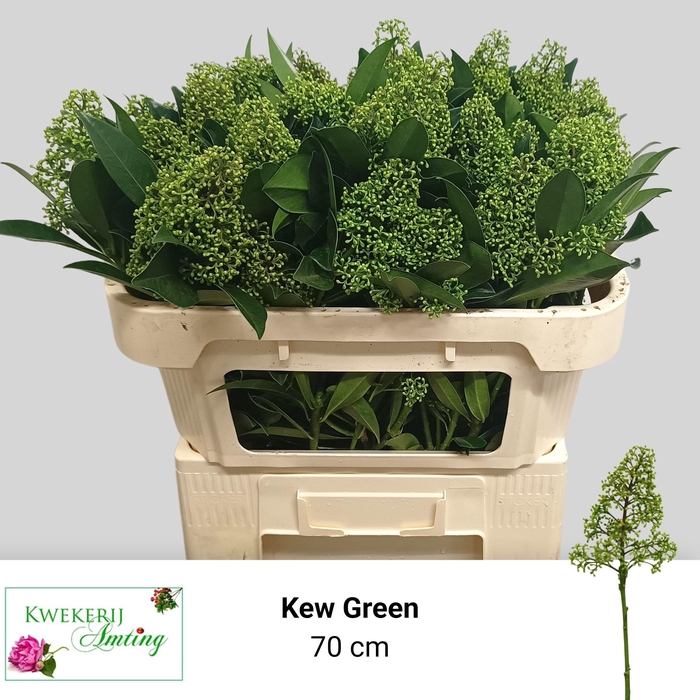 <h4>SKIM C KEW GREEN BS</h4>