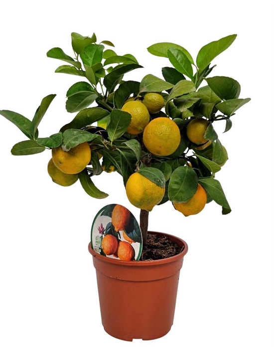 <h4>CITR LIMETTA</h4>