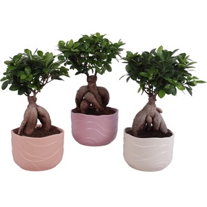 Ficus m. Ginseng Ball Shape Ø18cm in Ø20cm Ceramic SE660
